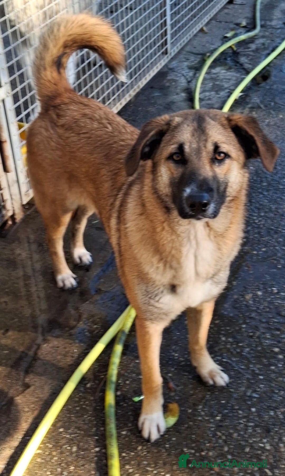 Meticcio cani in regalo: BRENDA 🩷 -cucciola dolcissima, affettuosa, solare - Annuncio 8