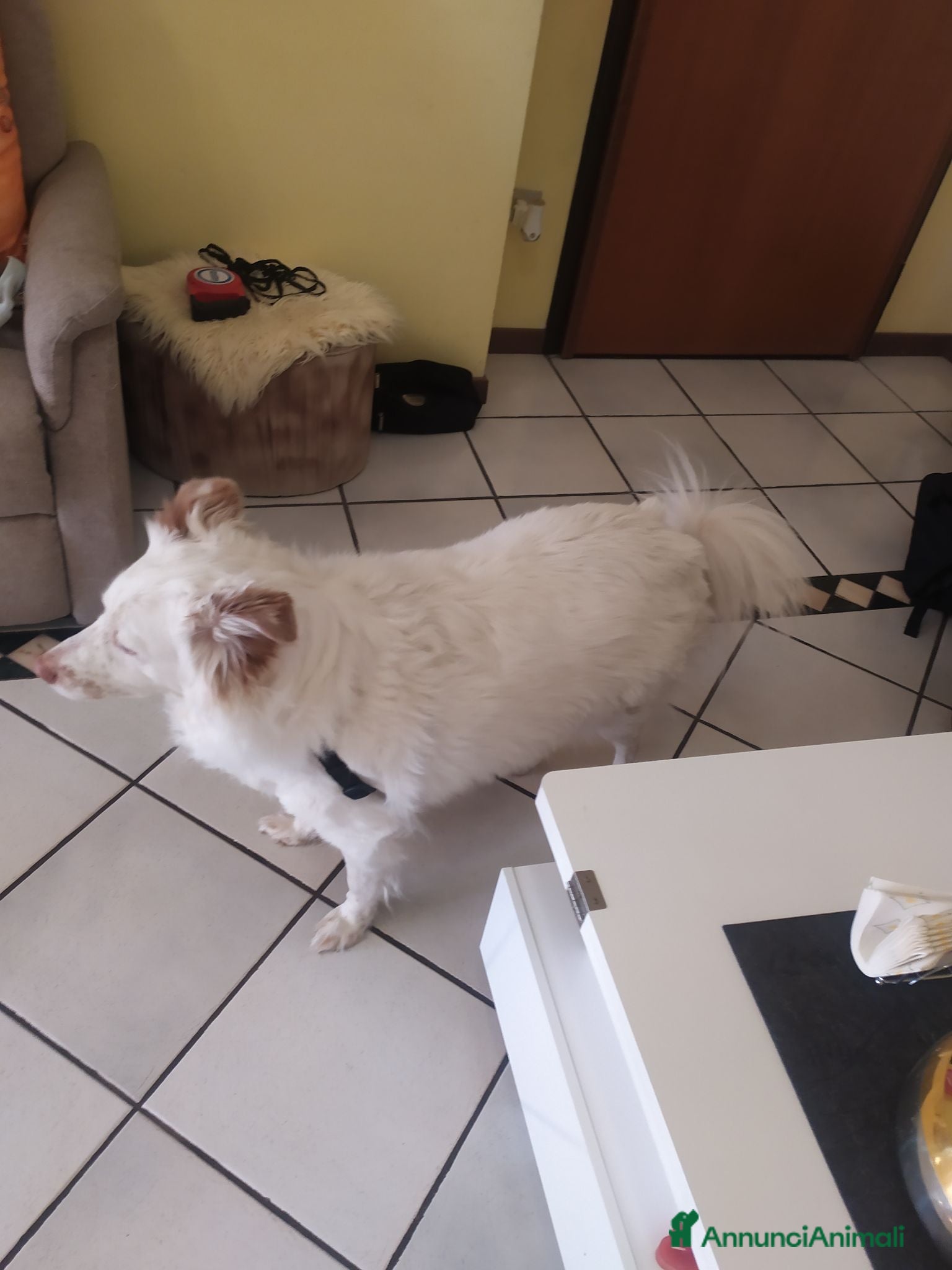 Meticcio cani Yuki vorrebbe avere una famiglia  - Annuncio 2