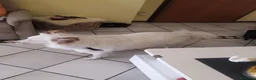 Meticcio cani in regalo: Yuki vorrebbe avere una famiglia  - Annuncio 1