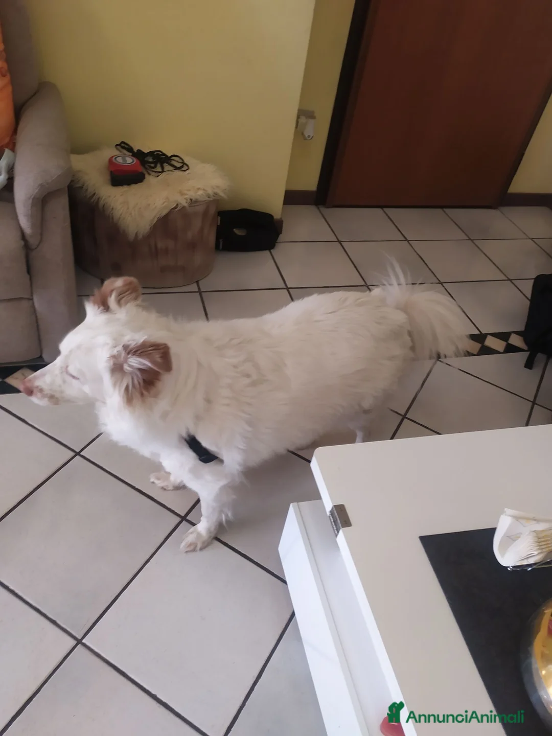Meticcio cani in regalo: Yuki vorrebbe avere una famiglia  - Annuncio 1