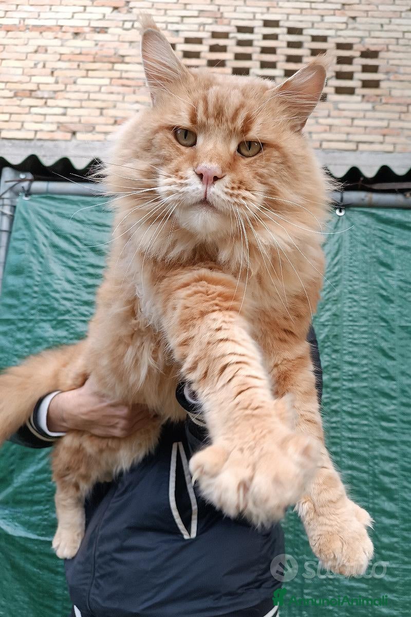 Maine Coon gatti Maine Coon stallone pedigree da riproduzione monta - Annuncio 2
