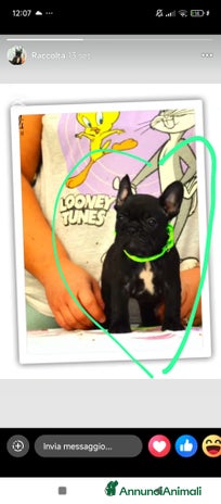Bulldog Francese cani - Annuncio 12
