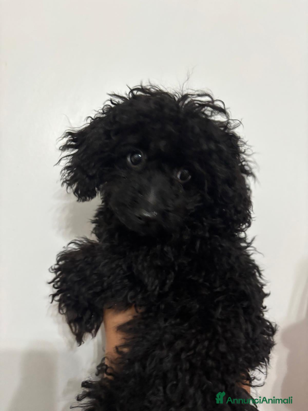 Barboncino cani Barboncino mini toy - Annuncio 13
