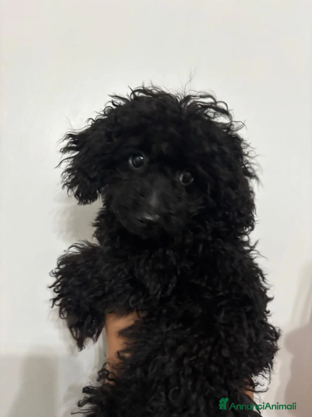 Barboncino cani in vendita: Barboncino mini toy - Annuncio 1