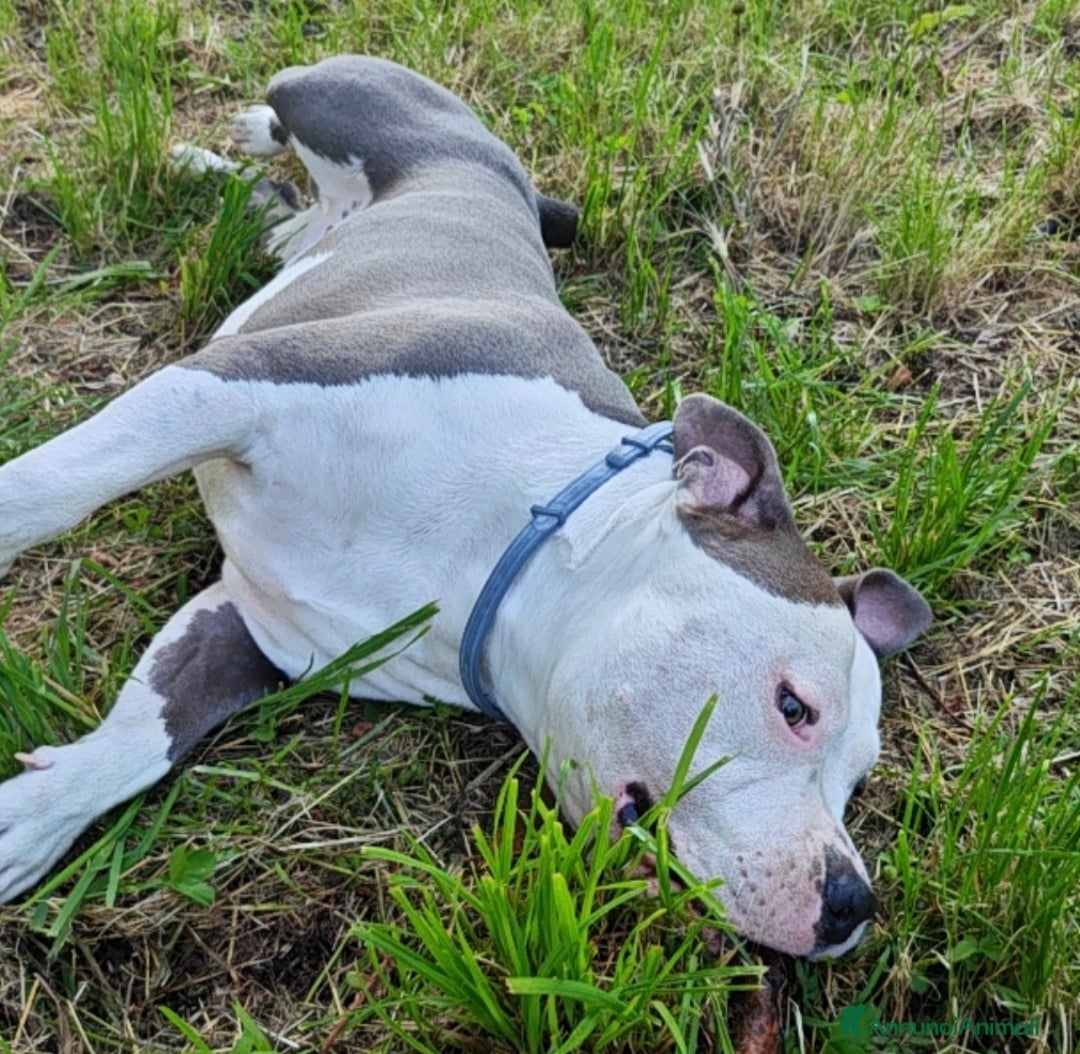 Pitbull cani per accoppiamento: Monta - Annuncio 28