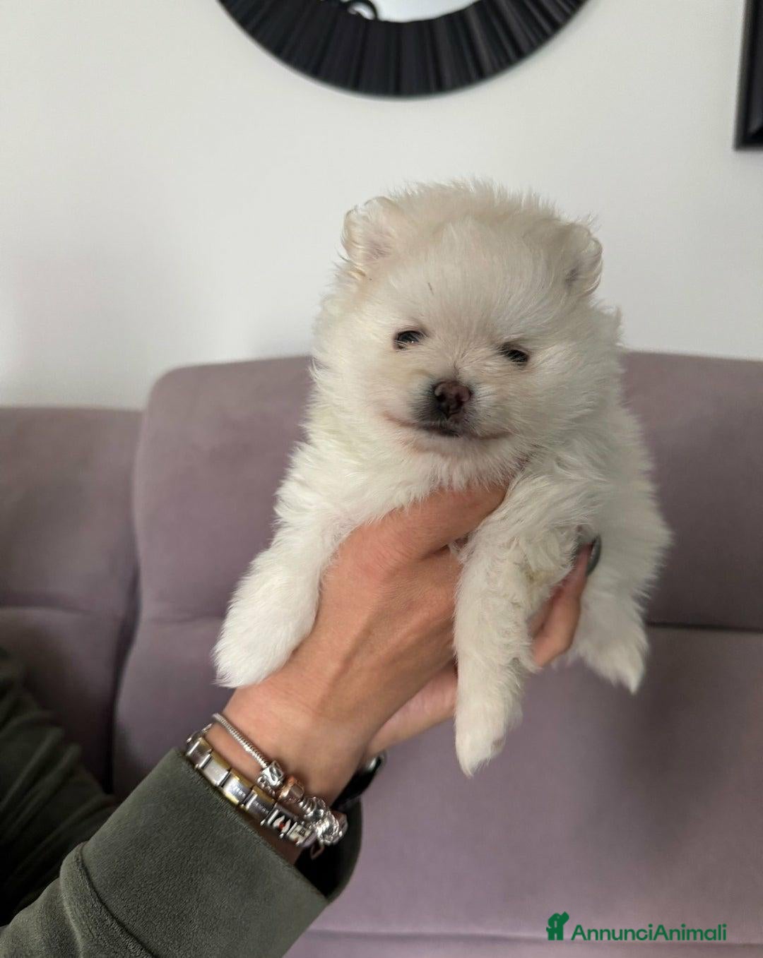 Volpino Pomerania cani Cuccioli di Pomerania di alta qualità a Città metropolitana di Milano - Annuncio 2