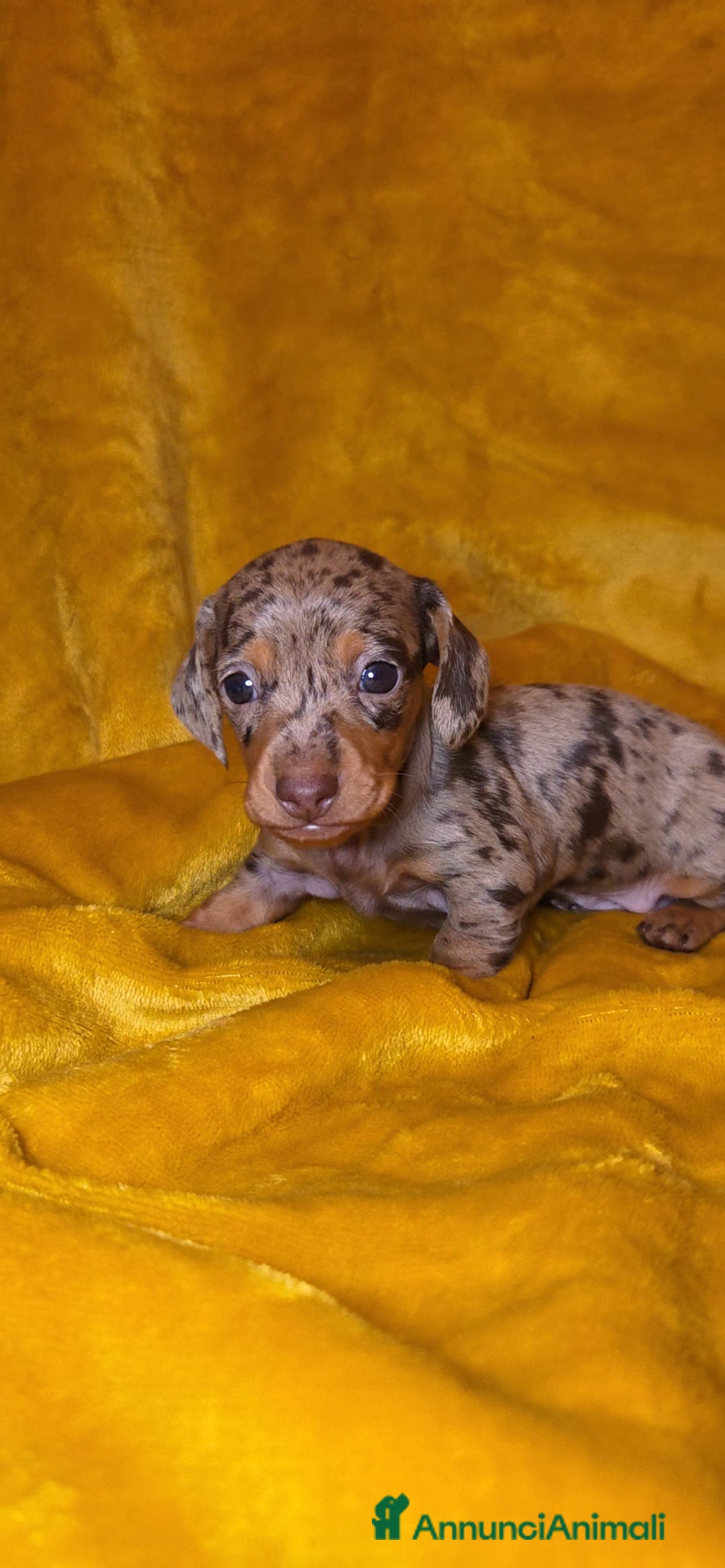 Bassotto cani in vendita: Bassotto maschio arlecchino chocolate - Annuncio 3