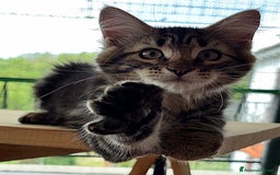 Siberiano gatti in vendita: Cuccioli di gatto siberiano con pedigree a Provincia di Alessandria - Immagine 3