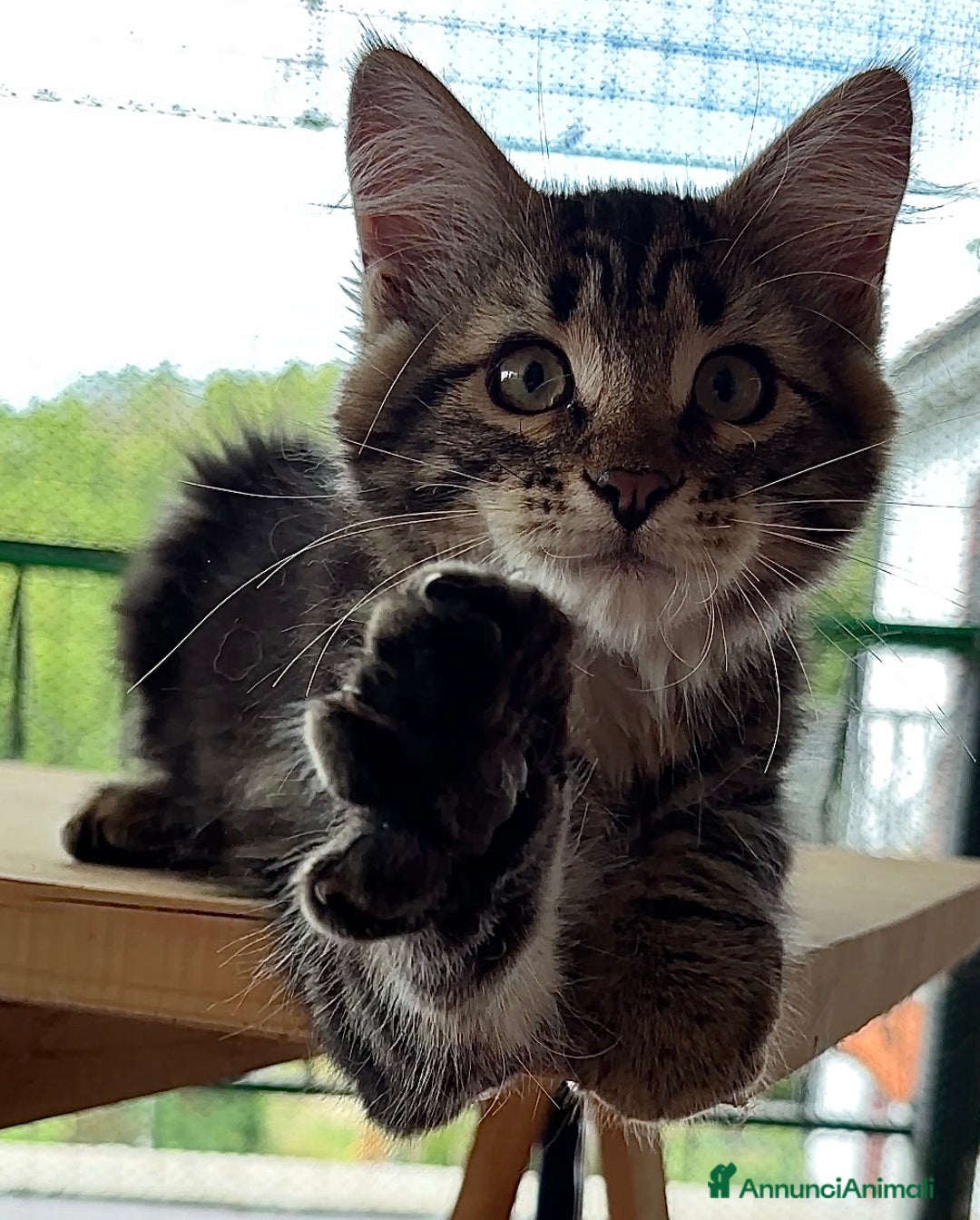 Siberiano gatti in vendita: Cuccioli di gatto siberiano con pedigree a Provincia di Alessandria - Immagine 3