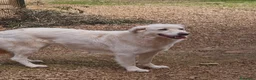 Meticcio cani in regalo: Bijoux e Tobia fratelli bravi e inseparabili - Annuncio 17