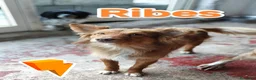 Meticcio cani in regalo: Ribes cucciolo cerca famiglia a Provincia autonoma di Trento - Annuncio 4