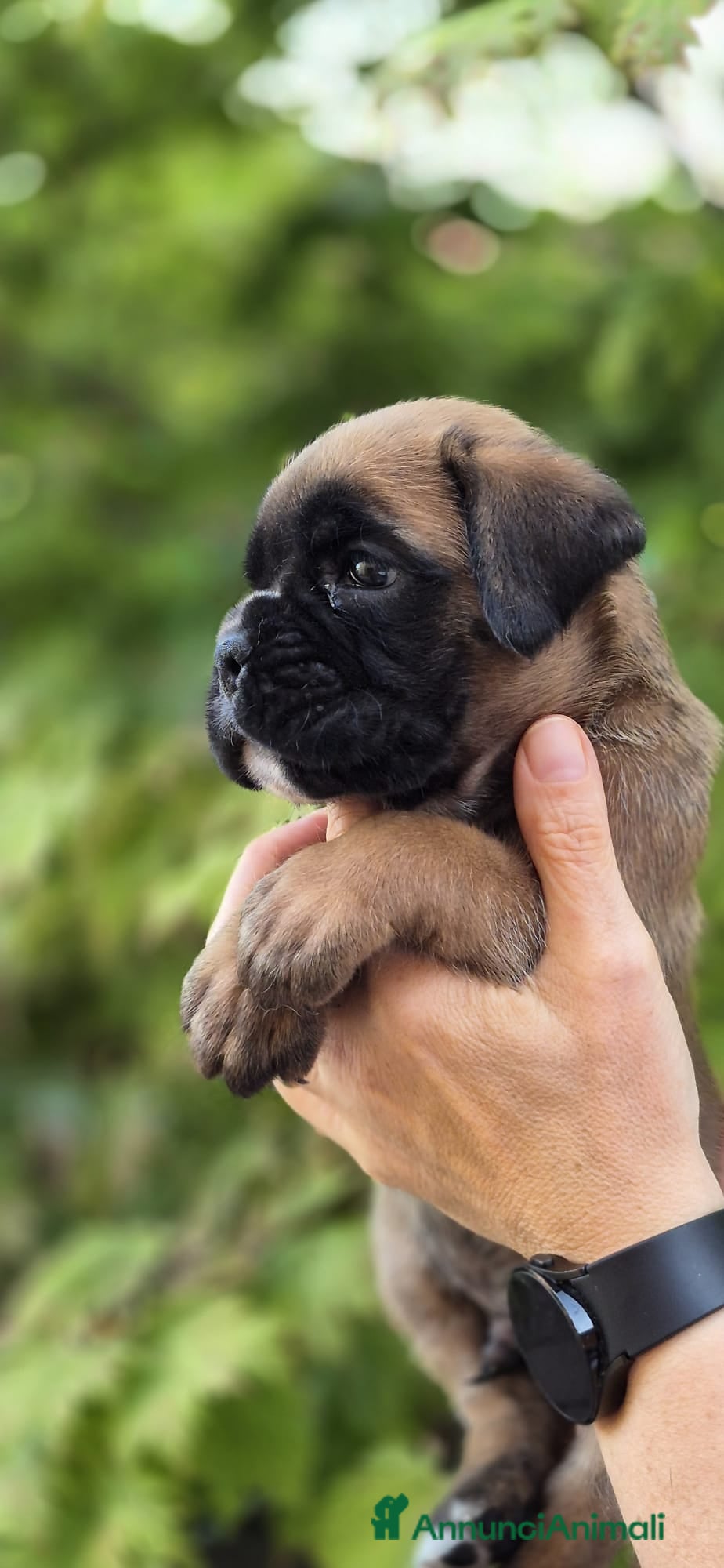 Boxer cani Boxer cucciolo maschio - Annuncio 10