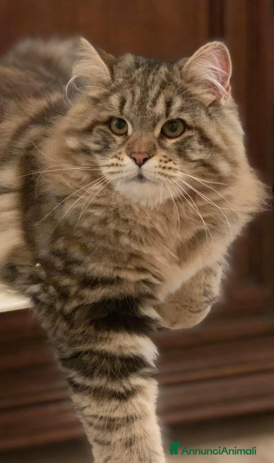 Immagine della galleria {{count}}