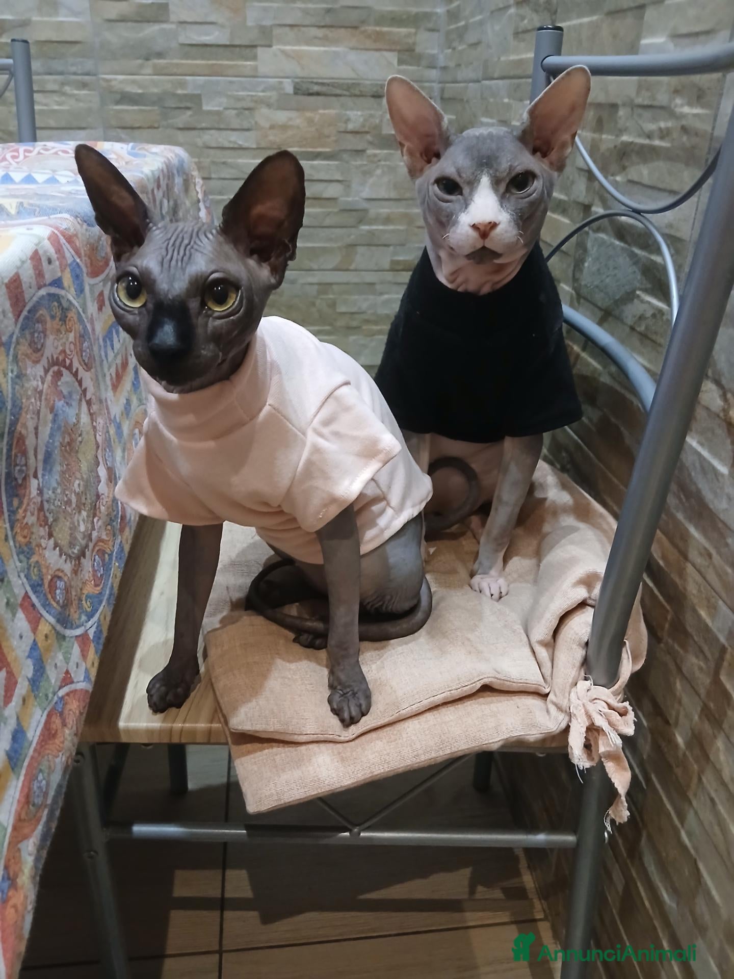 Sphynx gatti sphynx - Annuncio 3
