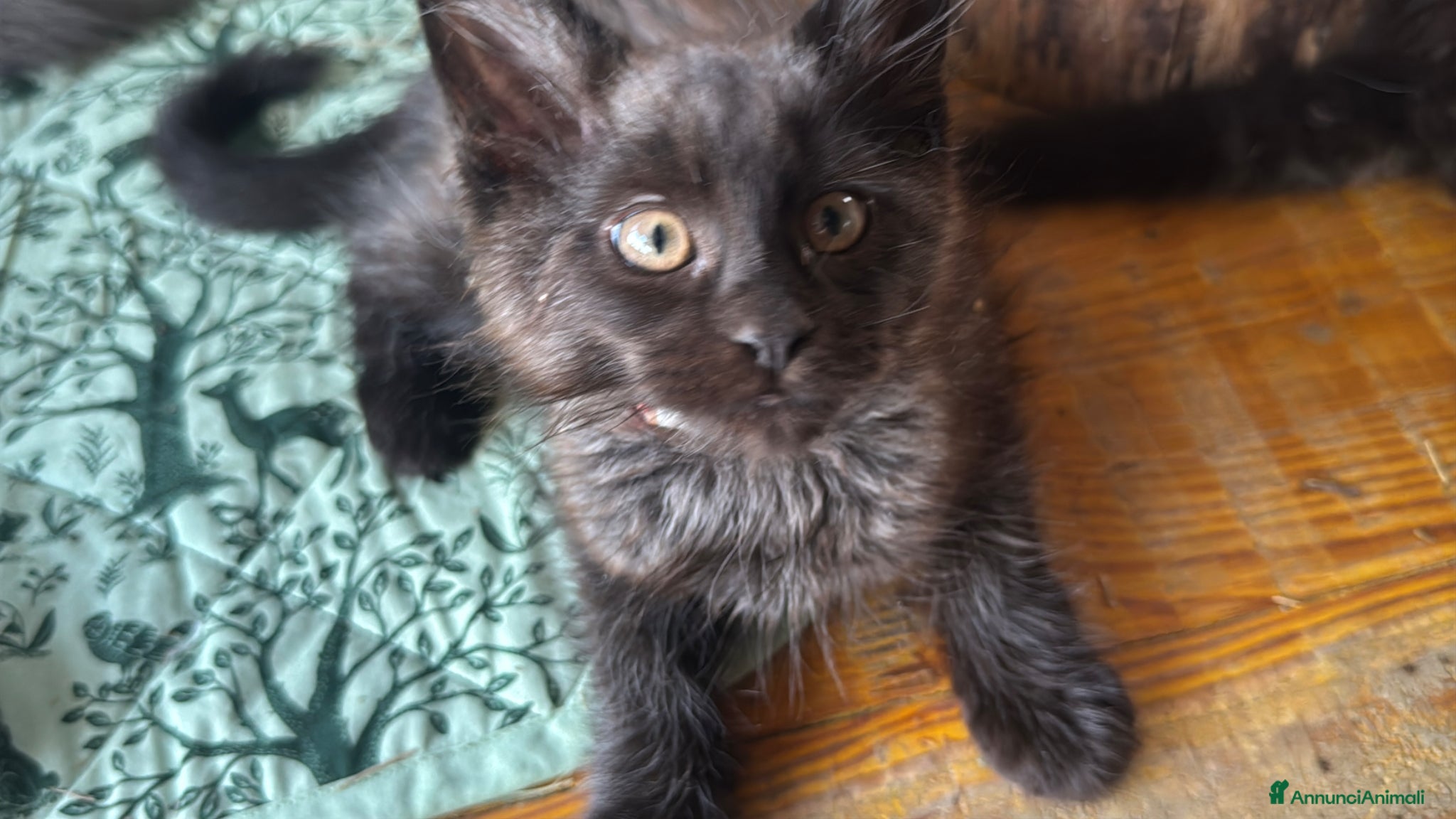 Maine Coon gatti in vendita: Cuccioli di maine coon manto black smoke - Annuncio 2