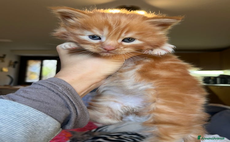 Meticcio gatti - Annuncio 2