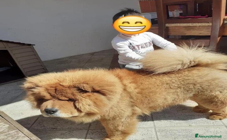 Chow Chow cani a Città Metropolitana di Genova - Annuncio 1