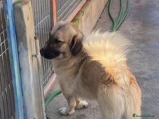 Meticcio cani Ciaky zampe corte e cuore grande - Annuncio 1