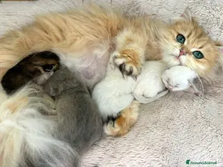 British gatti Cuccioli di British con pedigree ENFI - Annuncio 1