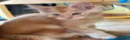 Maine Coon gatti in vendita: MAINE COON RED-WHITE PEDIGREE RIPRODUZIONE 3 rate  - Annuncio 5