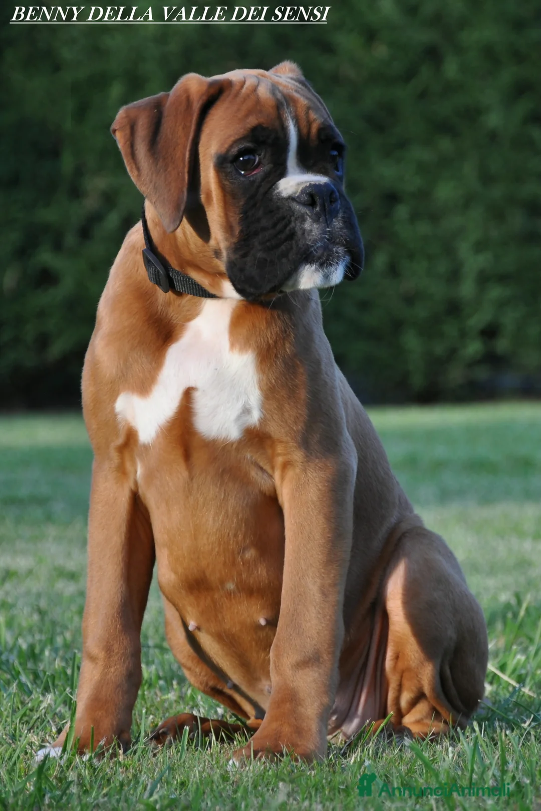 Boxer cani in vendita: BOXER CUCCIOLI VENDO A TRENTO E VERONA - Annuncio 7