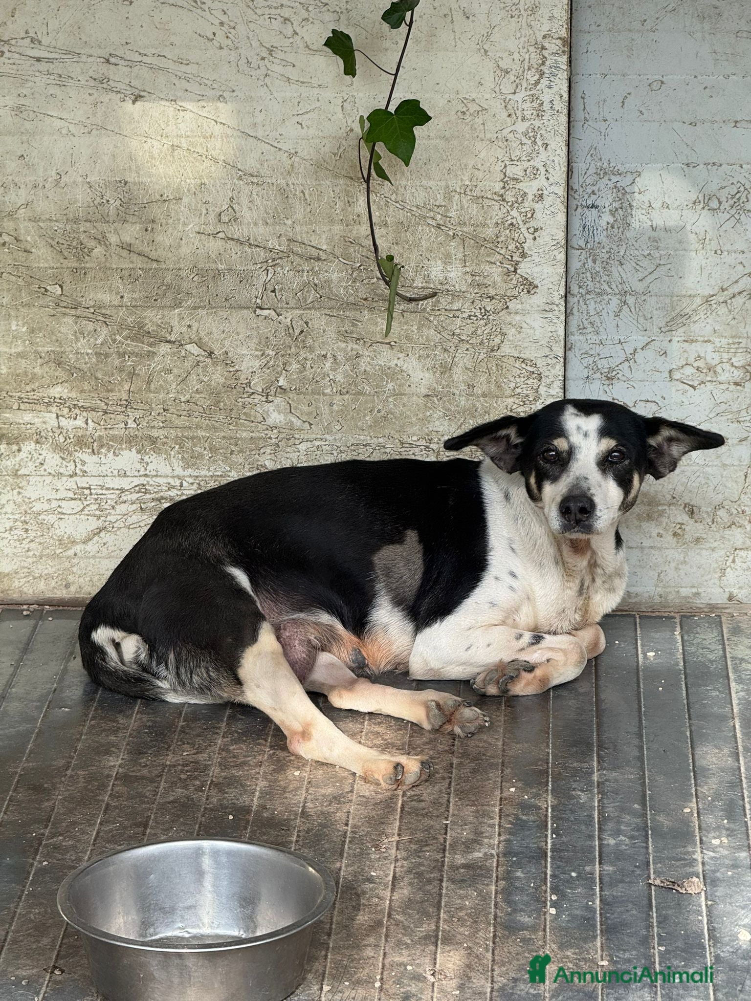 Meticcio cani Nonna Luisa: adozione del cuore  - Annuncio 2