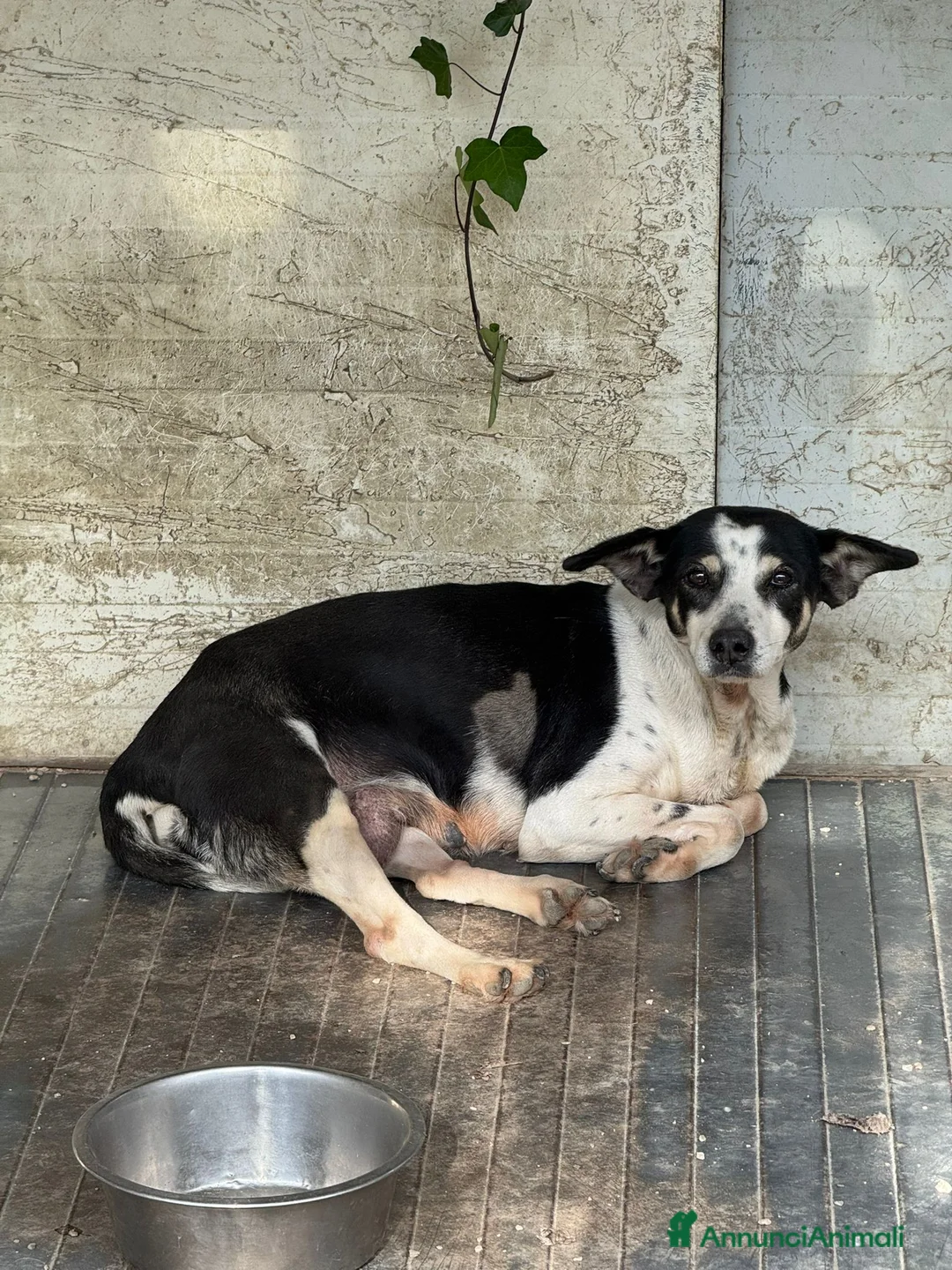 Meticcio cani in regalo: Nonna Luisa: adozione del cuore  - Annuncio 1