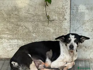 Meticcio cani Nonna Luisa: adozione del cuore - Annuncio 2