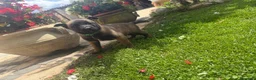 Pastore Belga cani in vendita: Splendidi cuccioli Pastore Belga Malinois - Annuncio 6