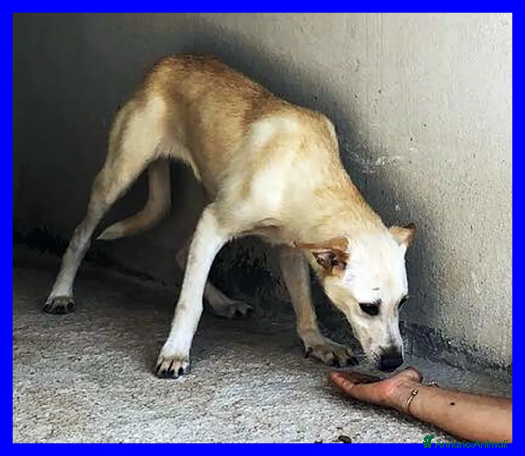 Meticcio cani in regalo: JANIS simpatica timidina - Annuncio 5