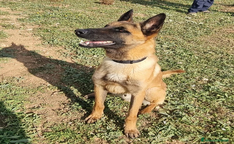 Pastore Belga cani a Città Metropolitana di Bari - Annuncio 2