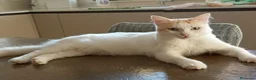 Europeo gatti in regalo: Blanco, un dolcissimo e calmo tenerone  - Annuncio 8
