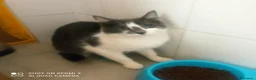 Europeo gatti in regalo: Gattini cercano casa - Annuncio 2