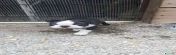 Boston Terrier cani in vendita: Cuccioli di Boston terrier con pedigree  - Annuncio 6