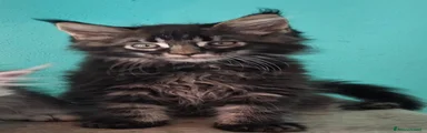Maine Coon 3