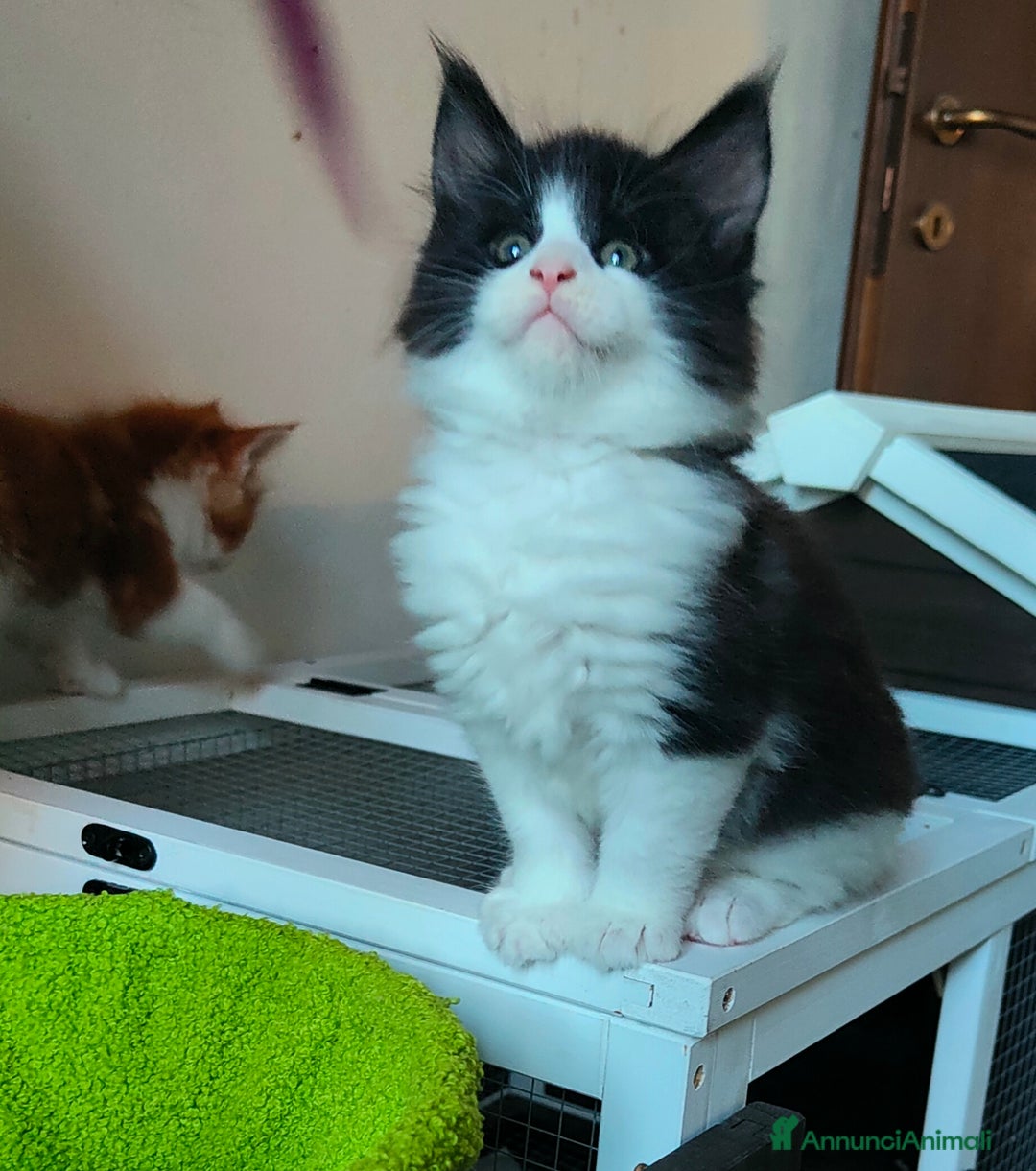 Maine Coon gatti in vendita: piccoli giganti Cattery - Annuncio 22