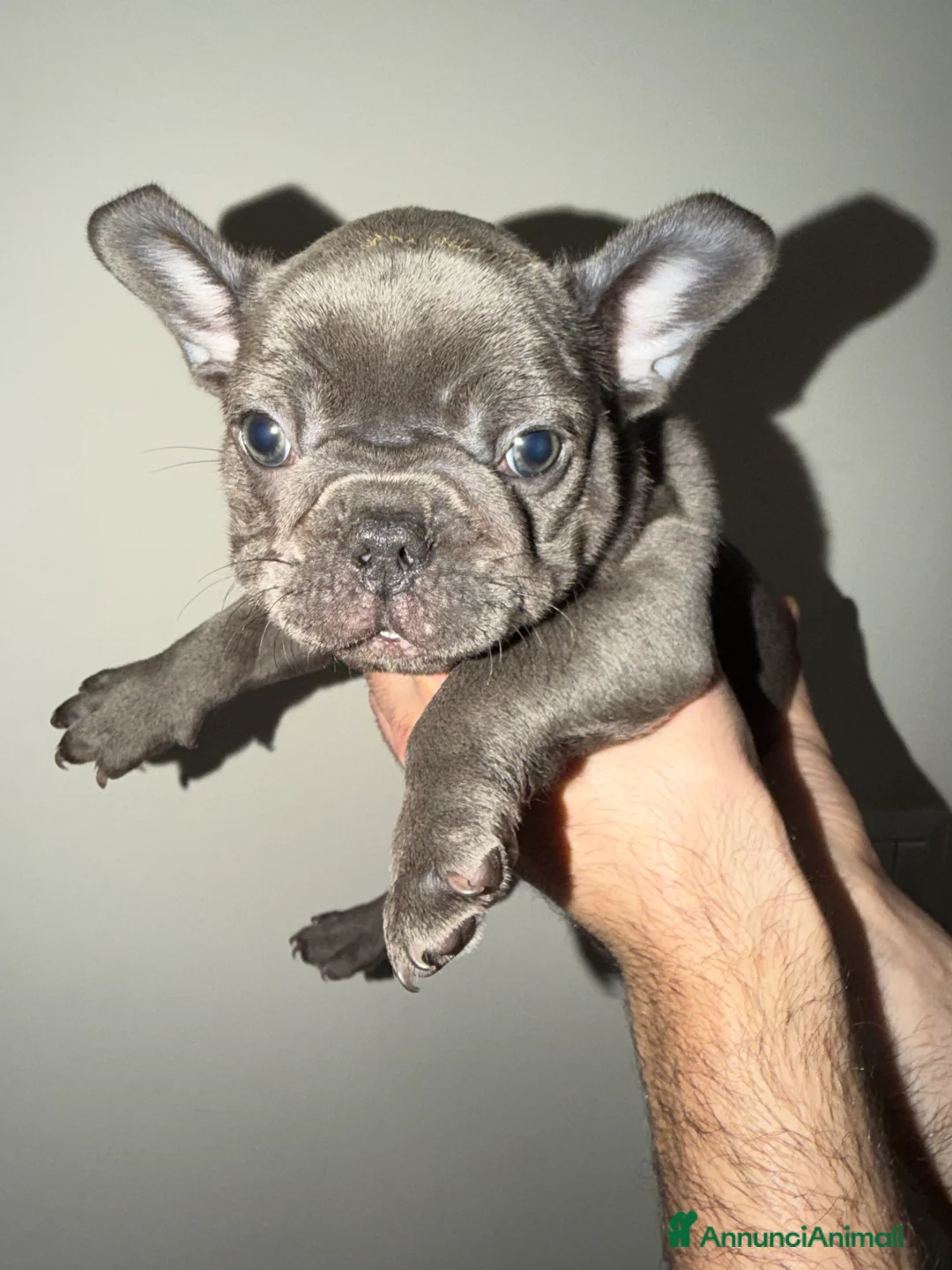 Bulldog Francese cani in vendita: Vendo Bulldog francese  - Annuncio 2