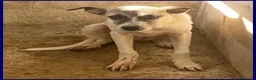 Meticcio cani in regalo: ROMA una timidina - Annuncio 4