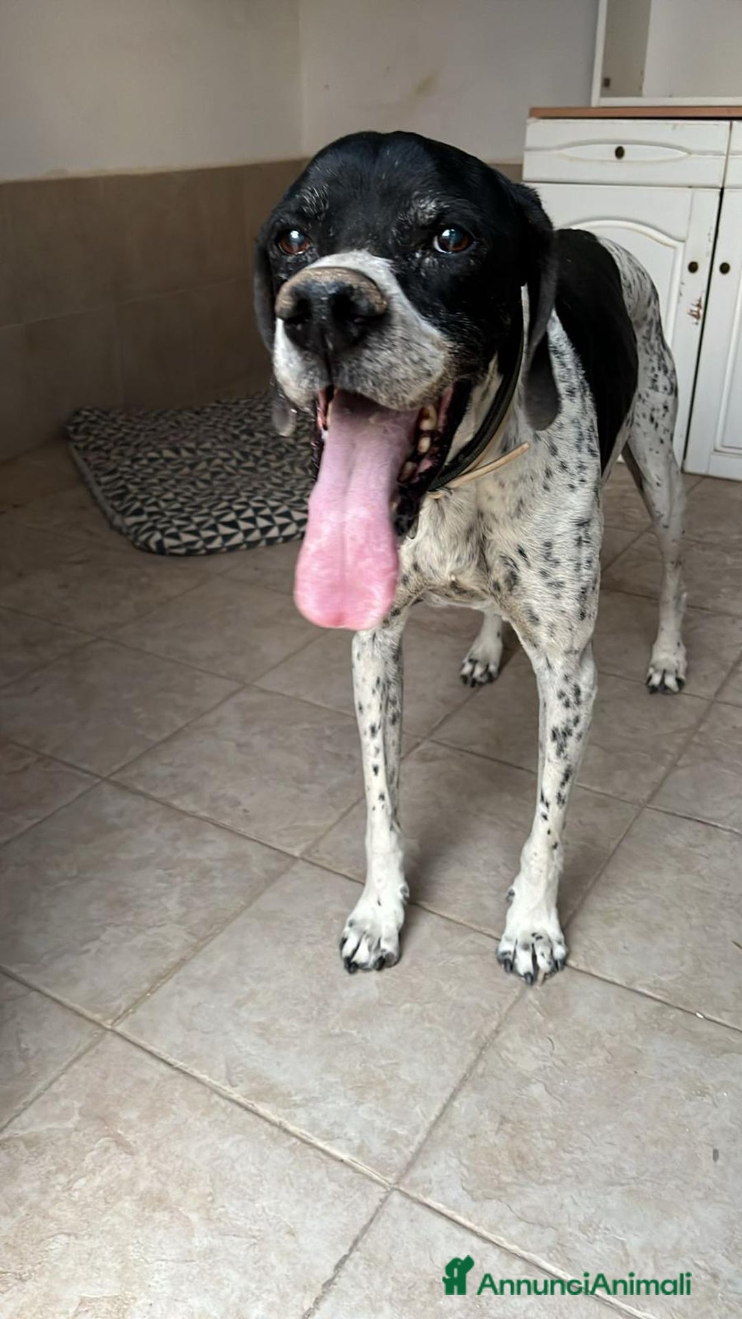 Pointer cani in regalo: DJANGO tenerissimo cane in adozione! - Annuncio 9