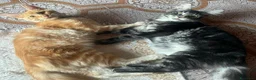 Maine Coon gatti in vendita: Cuccioli Maine coon femmine Tortie - Annuncio 2