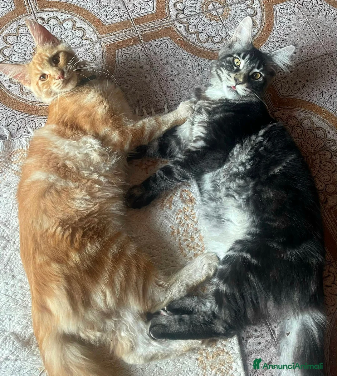 Maine Coon gatti in vendita: Cuccioli Maine coon femmine Tortie - Annuncio 2