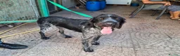Drahthaar cani in regalo: Fabiana: dolcissima giovane Drahthaar - Annuncio 3