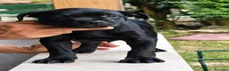 Staffordshire cani in vendita: CUCCIOLO STAFFORDSHIRE BULL TERRIER MASCHIO  - Annuncio 5