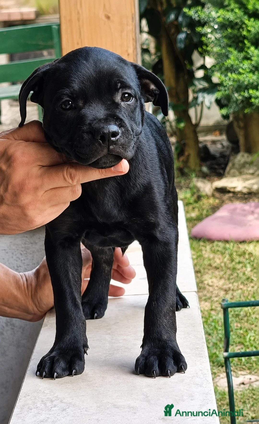Staffordshire cani in vendita: CUCCIOLO STAFFORDSHIRE BULL TERRIER MASCHIO  - Annuncio 5