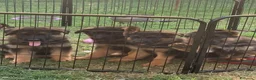 Pastore Tedesco cani in vendita: cuccioli - Annuncio 7