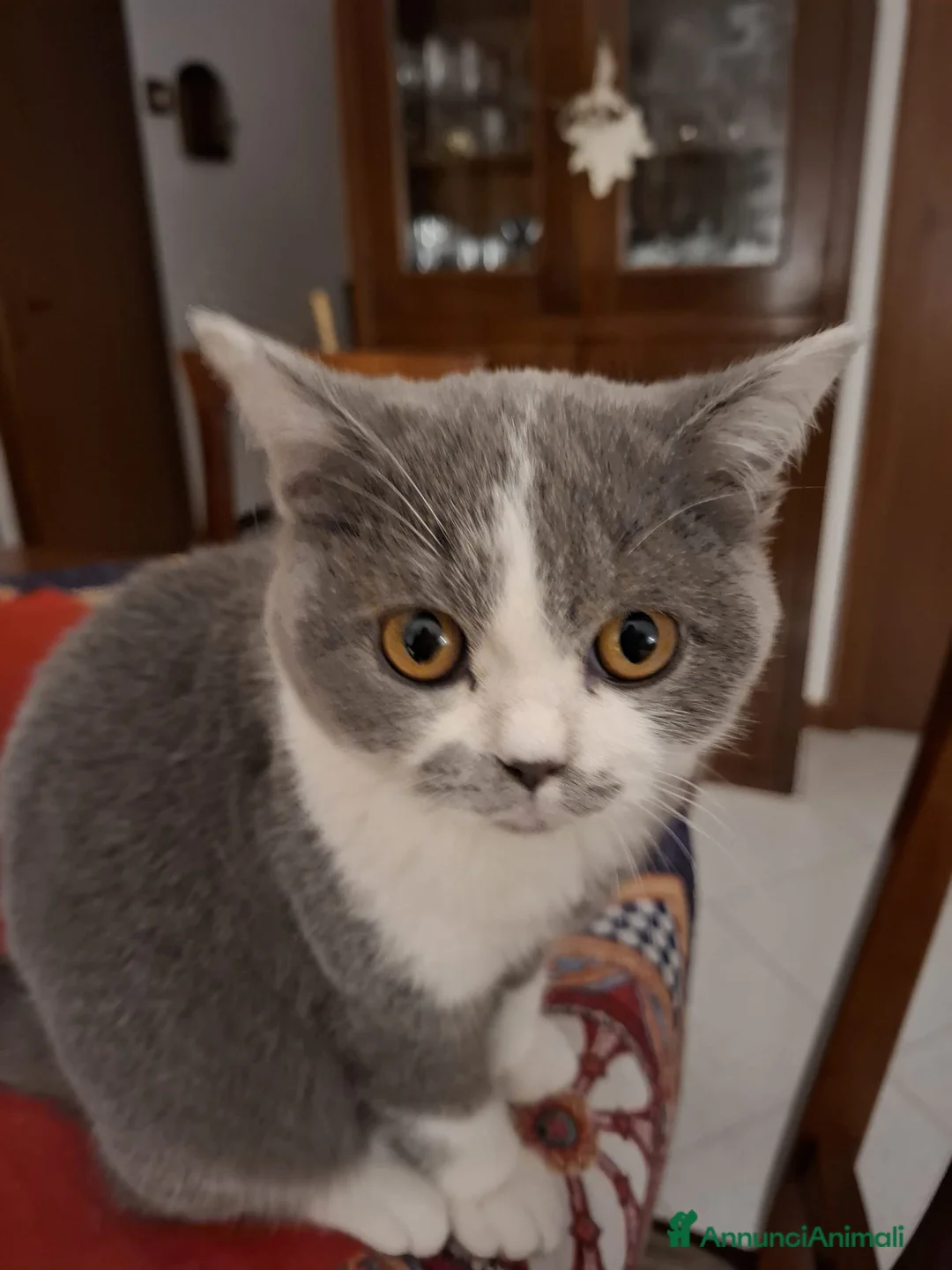 Meticcio gatti in regalo: GATTO MASCHIO a Città metropolitana di Milano - Annuncio 2