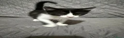 Meticcio gatti in regalo: Felicia, 4 mesi di dolcezza  - Annuncio 14
