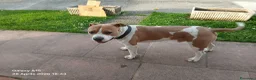American Staffordshire cani in regalo: American staffordshire terrier - Annuncio 4
