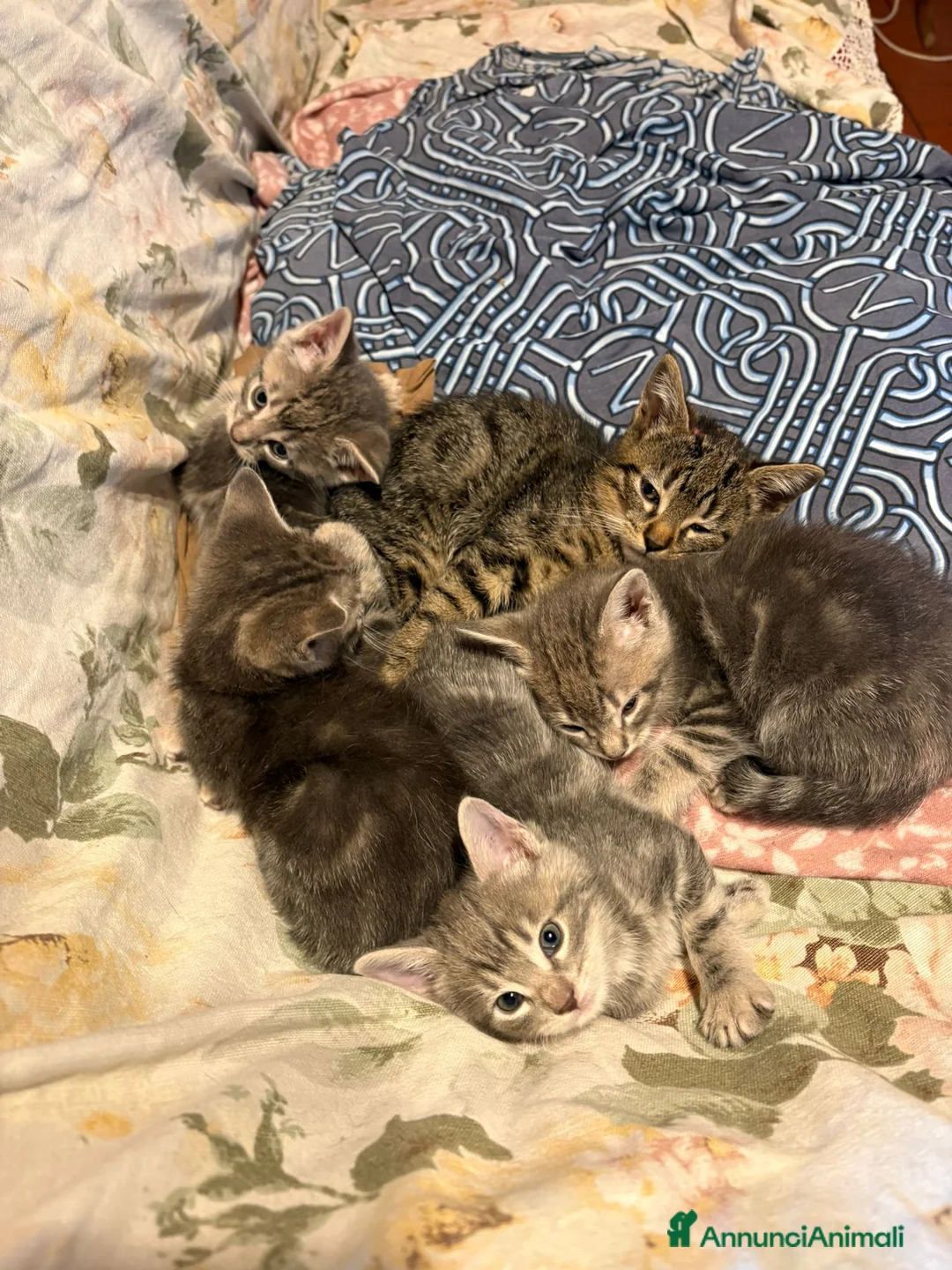 Meticcio gatti in regalo: Sei dolcissimi gattini cercano casa. - Annuncio 4