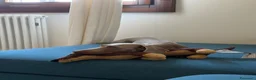 Bassotto Nano cani per accoppiamento: Spillo, disponibile per monta.  - Annuncio 3